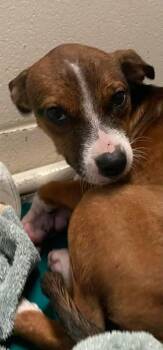 Mixed Breed Dogs Available for Adoption in Ocala, Florida - Hyde | PetCurious