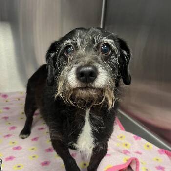 FOSTER NEEDED - Princess -  Miniature Schnauzer Dog for Adoption - FOSTER NEEDED - Princess | PetCurious