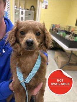 Mixed Breed Dogs Available for Adoption - Rocky | PetCurious