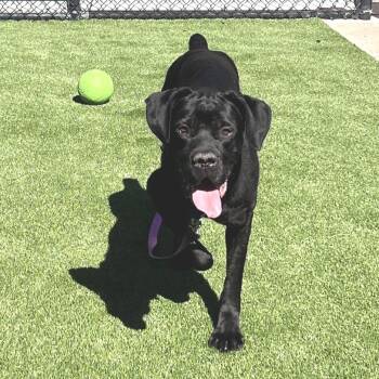 Nala -  Cane Corso Dog for Adoption in Pittsburgh, Pennsylvania - Nala | PetCurious