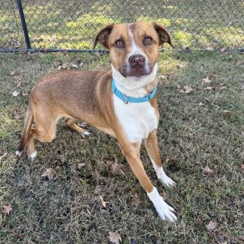 Rescue Shepherd Dogs for Adoption in Cabot, Arkansas - Homer | PetCurious