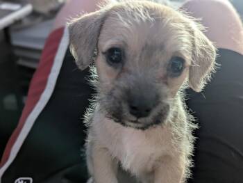 Pip the Border Terrier/Chihuahua -  Border Terrier and Chihuahua Dog for Adoption in Muskego, Wisconsin - Pip The Border Terrier/Chihuahua | PetCurious
