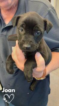 Joan -  Pit Bull Terrier and German Shepherd Dog Dog for Adoption in Monte Vista, Colorado - Joan | PetCurious