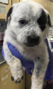 Australian Cattle Dog Blue Heeler and Mixed Breed Dogs Available for Adoption in Riverside, California - BEETLE | PetCurious