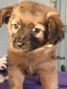 Chihuahua Dogs Available for Adoption in Modesto, California - Toffee | PetCurious