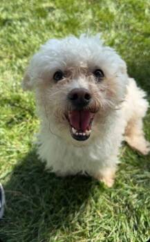 Bichon Frise Dogs Available for Adoption in Aurora, Colorado - Coco | PetCurious