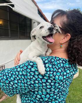 Poppy -  Terrier Dog for Adoption in Santa Monica, California - Poppy | PetCurious