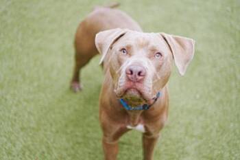 Barbacoa -  Terrier and Mixed Breed Dog for Adoption in Bellevue, Washington - Barbacoa | PetCurious