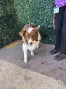 61141108 -  Border Collie and Mixed Breed Dog for Adoption in El Paso, Texas - 61141108 | PetCurious