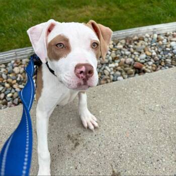 Jolene -  Mixed Breed Dog for Adoption in Dearborn, Michigan - Jolene | PetCurious