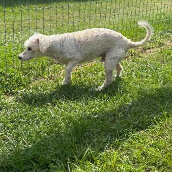 Poodle and Mixed Breed Dogs Available for Adoption - Roman Hayes | PetCurious