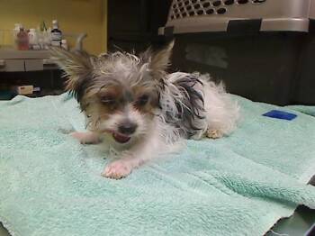 NOLA -  Yorkshire Terrier and Mixed Breed Dog for Adoption in Cookeville, Tennessee - NOLA | PetCurious