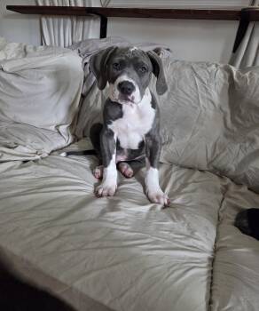 American Staffordshire Terrier Dogs Available for Adoption in Willingboro, New Jersey - Norman | PetCurious
