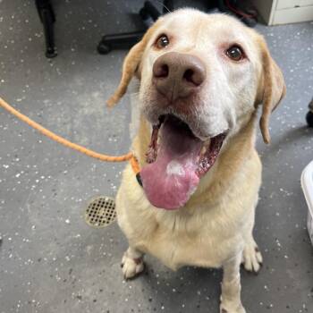 Mixed Breed Dogs Available for Adoption in Columbiana, Alabama - Jesse | PetCurious