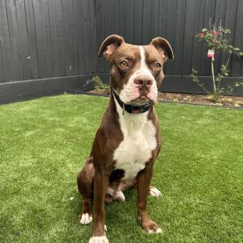American Staffordshire Terrier Dogs Available for Adoption in Houston, Texas - Browny  | PetCurious