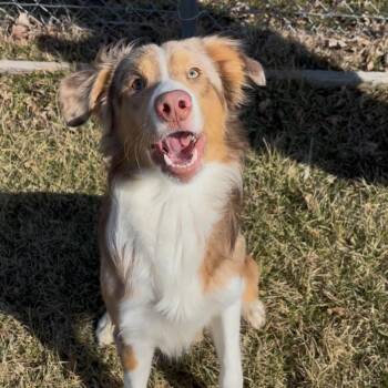 Australian Shepherd Dogs Available for Adoption - Tucker | PetCurious