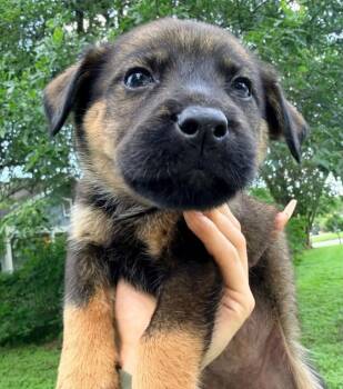 German Shepherd Dog Dogs Available for Adoption in Brewster, New York - Bowie (Rock Star Litter) | PetCurious