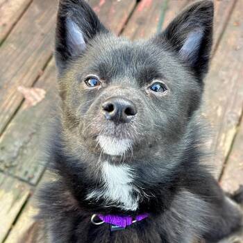 Pomeranian and Shiba Inu Dogs Available for Adoption - Grimm | PetCurious