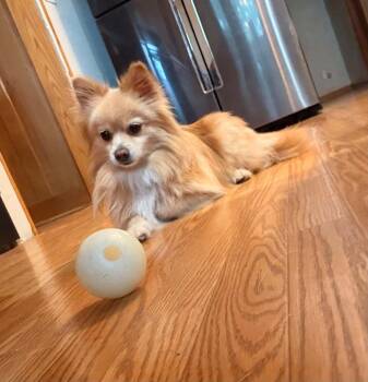1231 Sassie -  Pomeranian Dog for Adoption in Ringwood, Illinois - 1231 Sassie | PetCurious