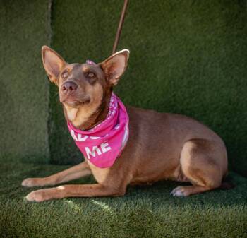 Rescue Australian Kelpie and Chocolate Labrador Retriever Dogs for Adoption in Portland, Oregon - Zorra | PetCurious