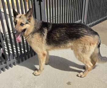 Bruno -  German Shepherd Dog Dog for Adoption in Hillside, Illinois - Bruno | PetCurious