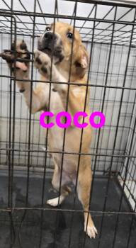 Coco -  Pit Bull Terrier Dog for Adoption in Jackson, Mississippi - Coco | PetCurious