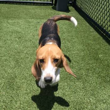 2840 aka Buddy -  Beagle Dog for Adoption in Loxahatchee Groves, Florida - 2840 Aka Buddy | PetCurious