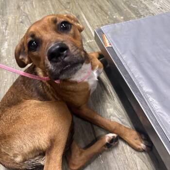 Tori -  Mixed Breed Dog for Adoption in Summerville, South Carolina - Tori | PetCurious