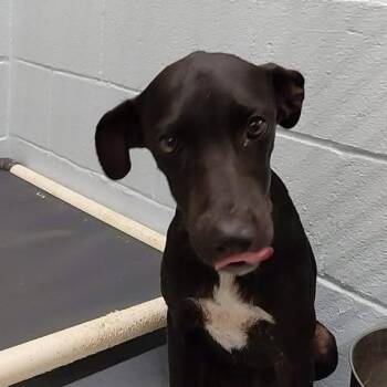 Lady 26-06-178 -  Mixed Breed Dog for Adoption in Bastrop, Texas - Lady 26-06-178 | PetCurious