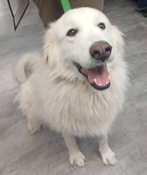 Rescue Great Pyrenees Dogs for Adoption in Amarillo, Texas - Nilla | PetCurious
