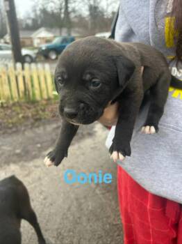 Mixed Breed Dogs Available for Adoption in Hillsboro, Ohio - Oonie | PetCurious