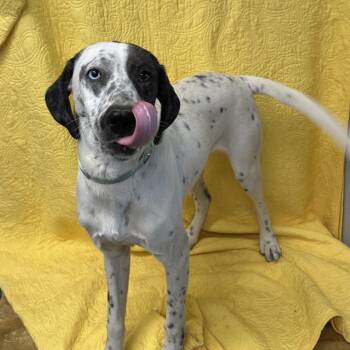 Labrador Retriever and Dalmatian Dogs Available for Adoption in Kokomo, Indiana - Ozzy Wonderful Boy! | PetCurious