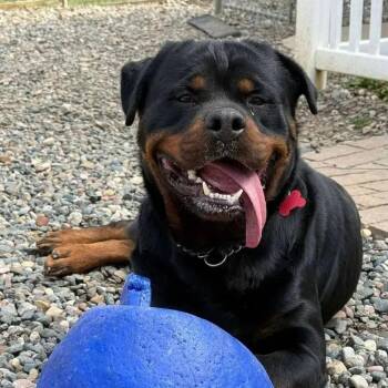 Rottweiler Dogs Available for Adoption in Polk, Ohio - Loki | PetCurious