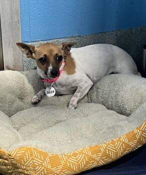 Cookie -  Chihuahua Dog for Adoption in Gaithersburg, Maryland - Cookie | PetCurious