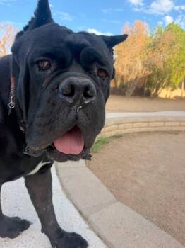 Meatball -  Cane Corso Dog for Adoption in Glendale, Arizona - Meatball | PetCurious