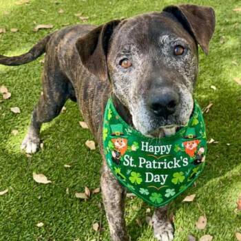 Mastiff and Mixed Breed Dogs Available for Adoption - Lucho | PetCurious