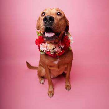 Rory -  Labrador Retriever Dog for Adoption in Dallas, Texas - Rory | PetCurious