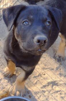 Jasper -  German Shepherd Dog and Australian Shepherd Dog for Adoption in Carlsbad, California - Jasper | PetCurious