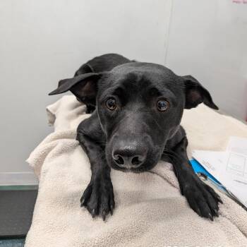 Moose -  Terrier Dog for Adoption in St. Augustine, Florida - Moose | PetCurious
