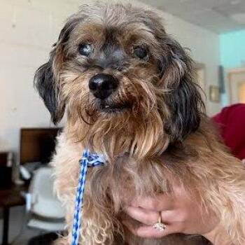 Grover -  Miniature Poodle and Shih Tzu Dog for Adoption in Austin, Texas - Grover | PetCurious