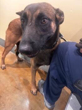 Rescue Belgian Shepherd Malinois Dogs for Adoption in Imlay City, Michigan - Palm Springs Rascals - Ramona - Located In TN | PetCurious