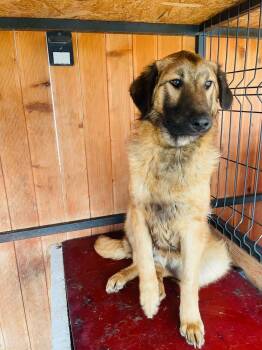 Shepherd Dogs Available for Adoption in Rockaway, New Jersey - Rocco Alabania | PetCurious