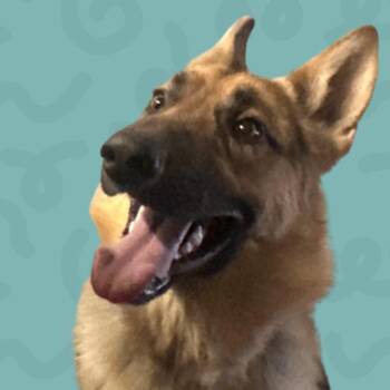 Maurice -  German Shepherd Dog Dog for Adoption in Reno, Nevada - Maurice | PetCurious