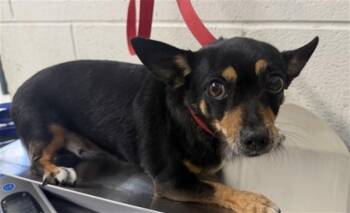 MOUSEY -  Chihuahua Dog for Adoption in San Bernardino, California - MOUSEY | PetCurious