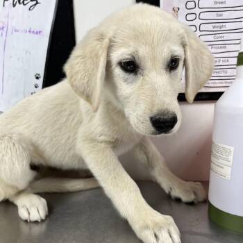 Retriever Dogs Available for Adoption in Parrish, Alabama - Dolly | PetCurious