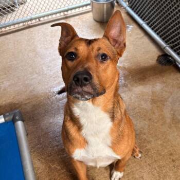 Terrier Dogs Available for Adoption in Dallas, Texas - Lotto | PetCurious