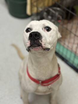 Rescue American Bulldog Dogs for Adoption in Ontario, Ohio - Hank | PetCurious