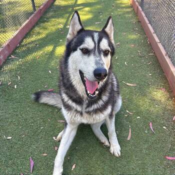 Mickie -  Husky Dog for Adoption in San Gabriel, California - Mickie | PetCurious