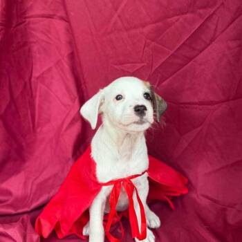 Coconut -  Labrador Retriever and Mixed Breed Dog for Adoption in Washington, District Of Columbia - Coconut | PetCurious