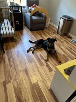 Rescue Mixed Breed Dogs for Adoption in Kempner, Texas - Romeo | PetCurious